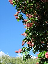 Rote Baumblüten vor blauem Himmel