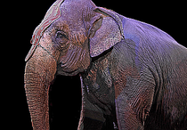 Elefant im Zirkus