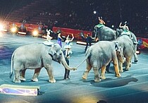 Elefanten im Zirkus