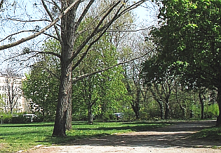 Bäume am Uniplatz Bäume am Uniplatz