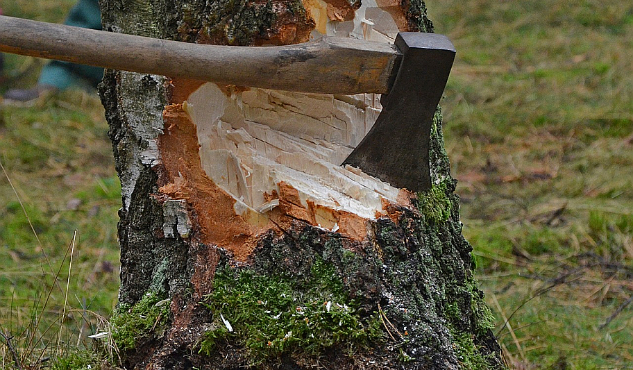 Baumfällung - Axt im Baum