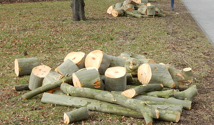 Baumfällung in Magdeburg