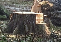 Baumstumpf Baumstumpf