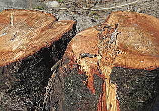 Baumstumpf Baumstumpf