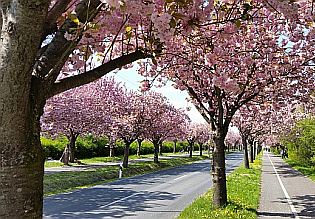 Kirschbaumallee Kirschbaumallee