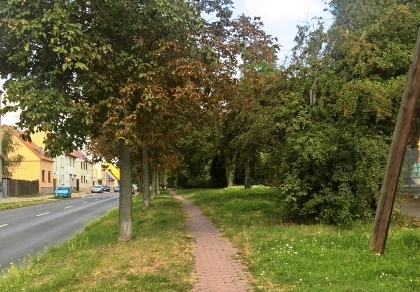 Bäume an der Königstraße
