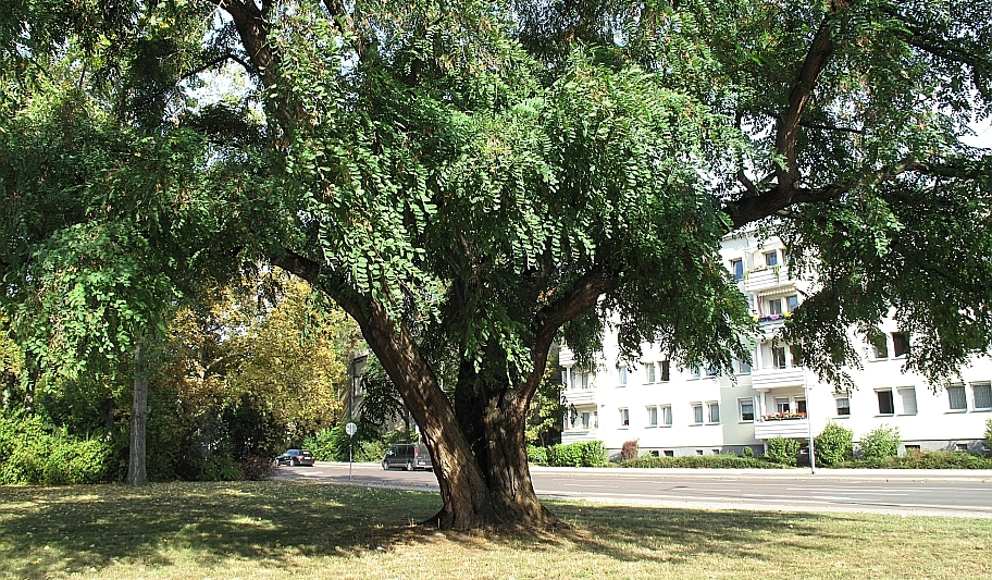 Robinie - Ecke Jacobstr./J.-Bremer-Str. in MD