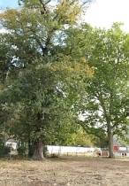 Ulme und Platane - „Hölzerne Zeitzeugen“ in der Danzstraße