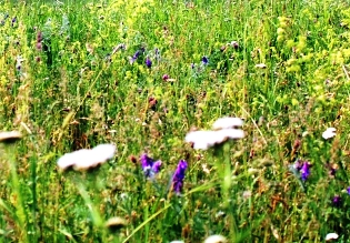 Blühwiese Blühwiese