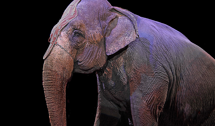 Elefant im Zirkus Elefant im Zirkus