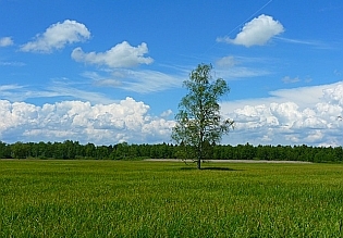 blauer Himmel und grüne Wiese