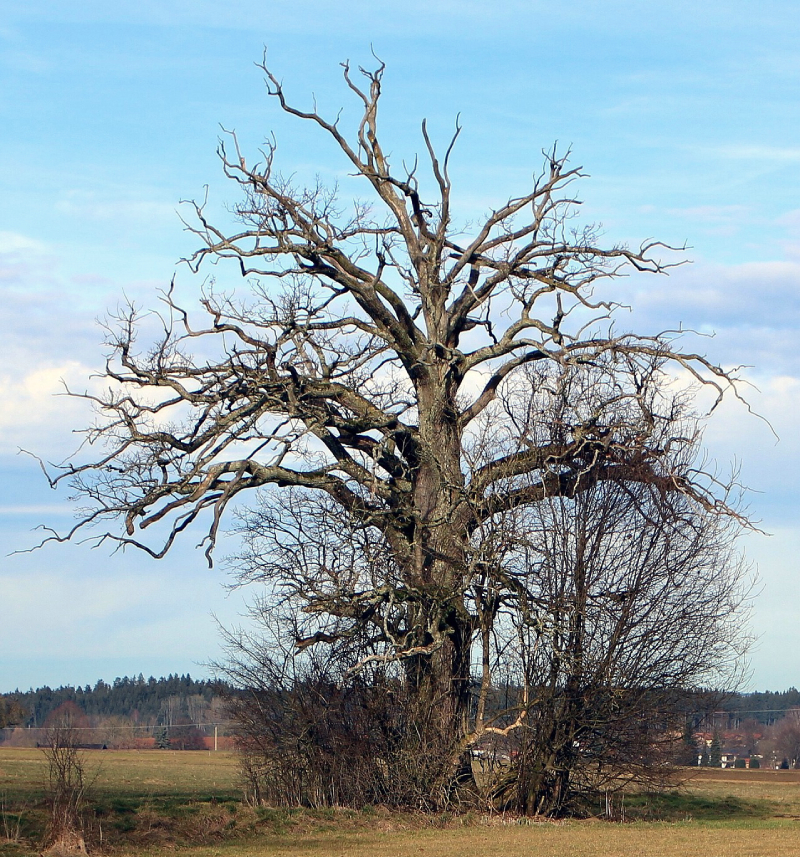 Ein blattloser Baum