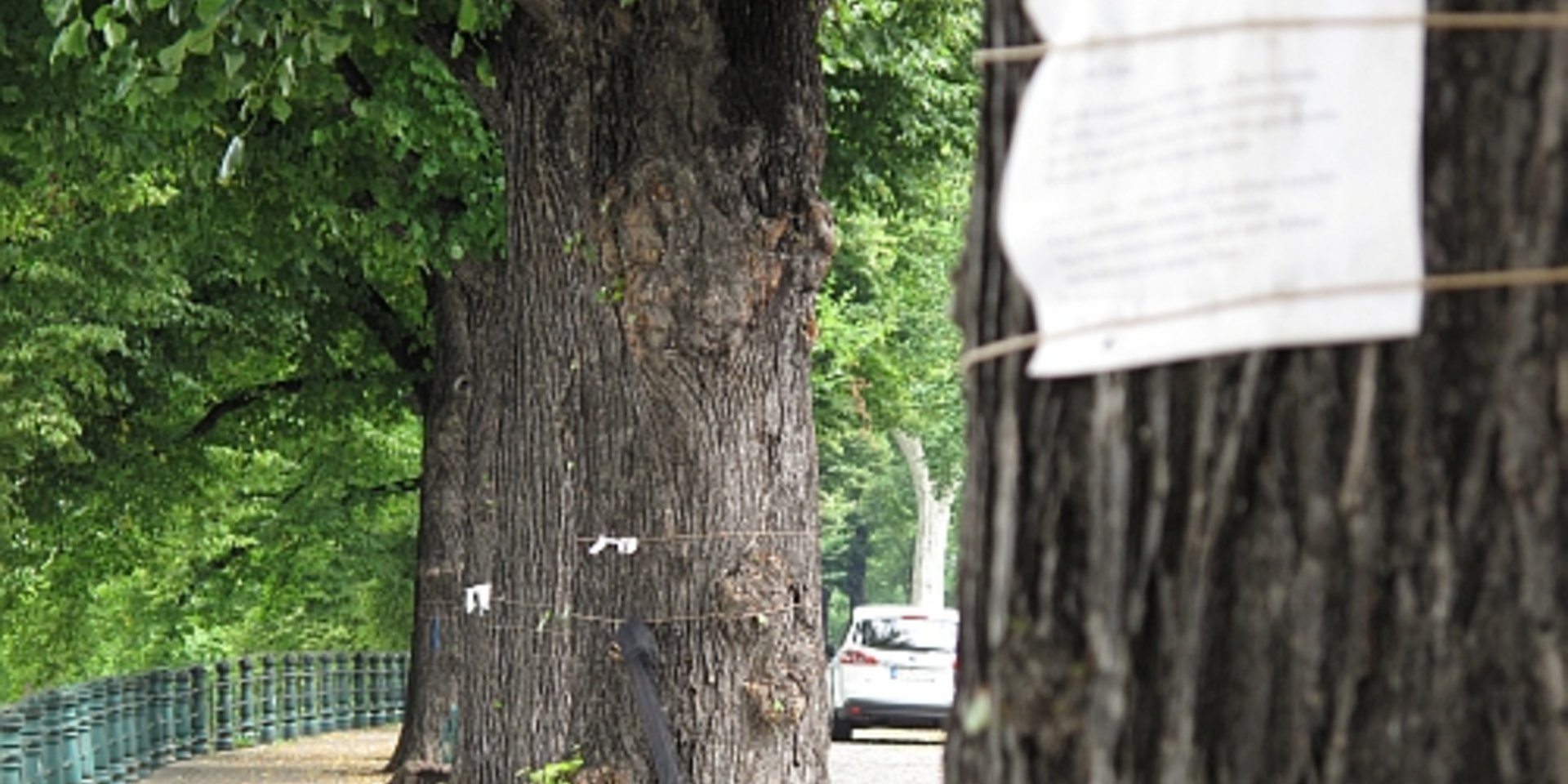 Werder-Linden mit Treuerband