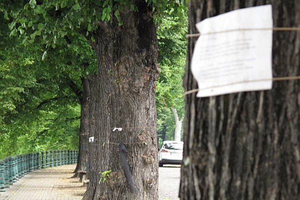 Werder-Linden mit Treuerband