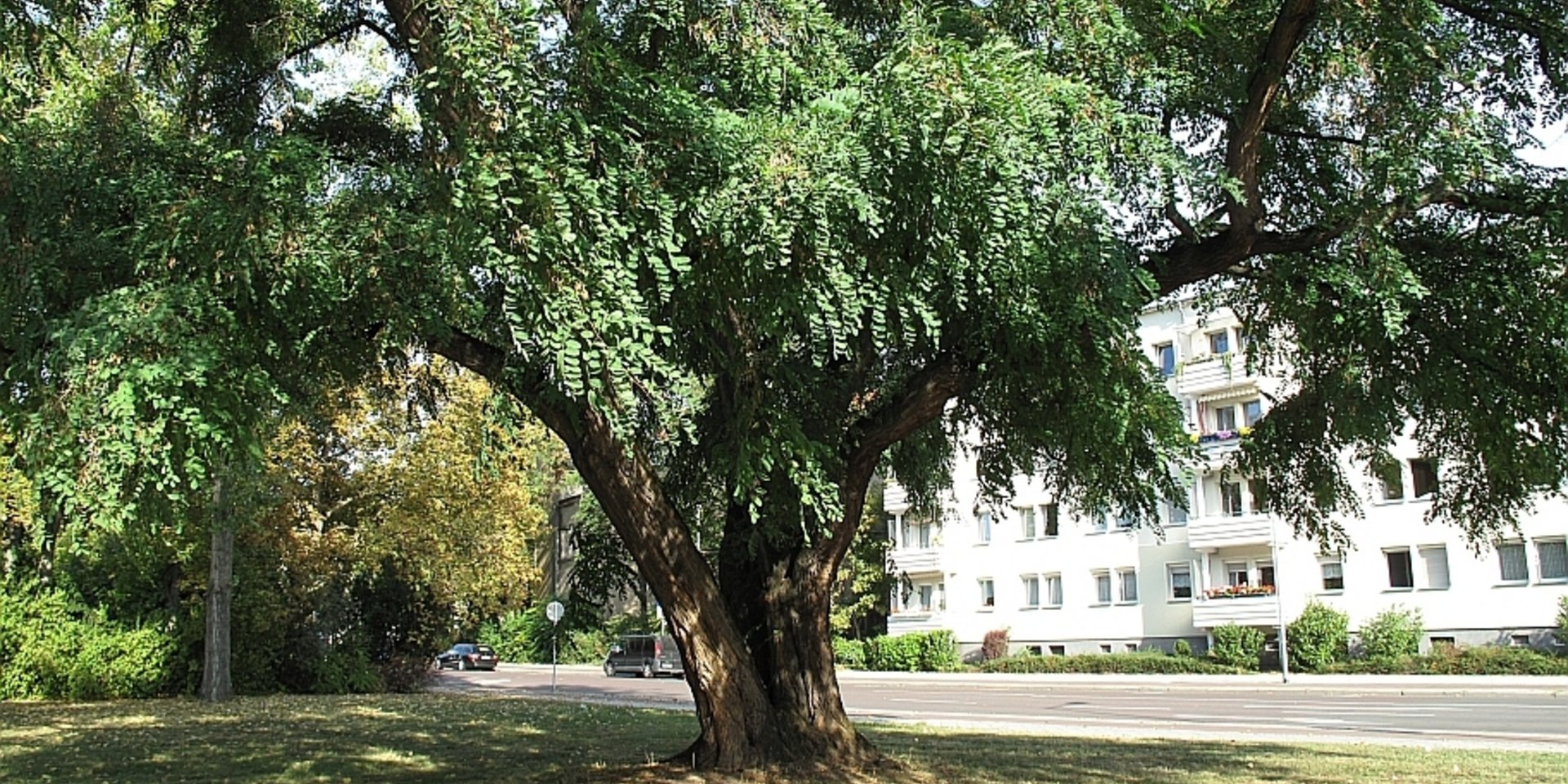 Robinie - Ecke Jacobstr./J.-Bremer-Str. in MD