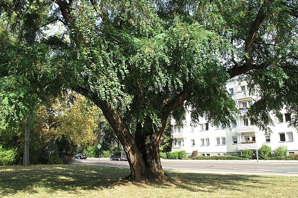 Robinie - Ecke Jacobstr./J.-Bremer-Str. in MD