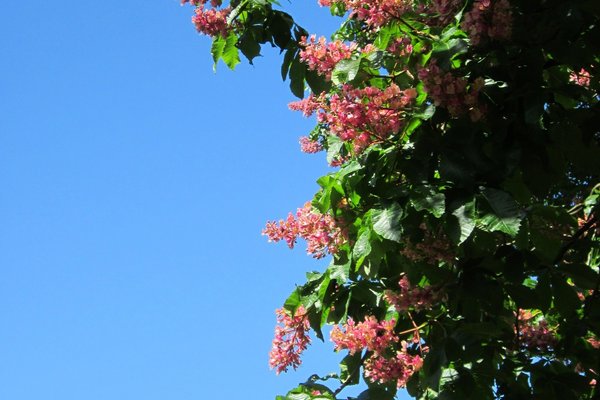 Rote Baumblüten vor blauem Himmel