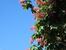 Rote Baumblüten vor blauem Himmel