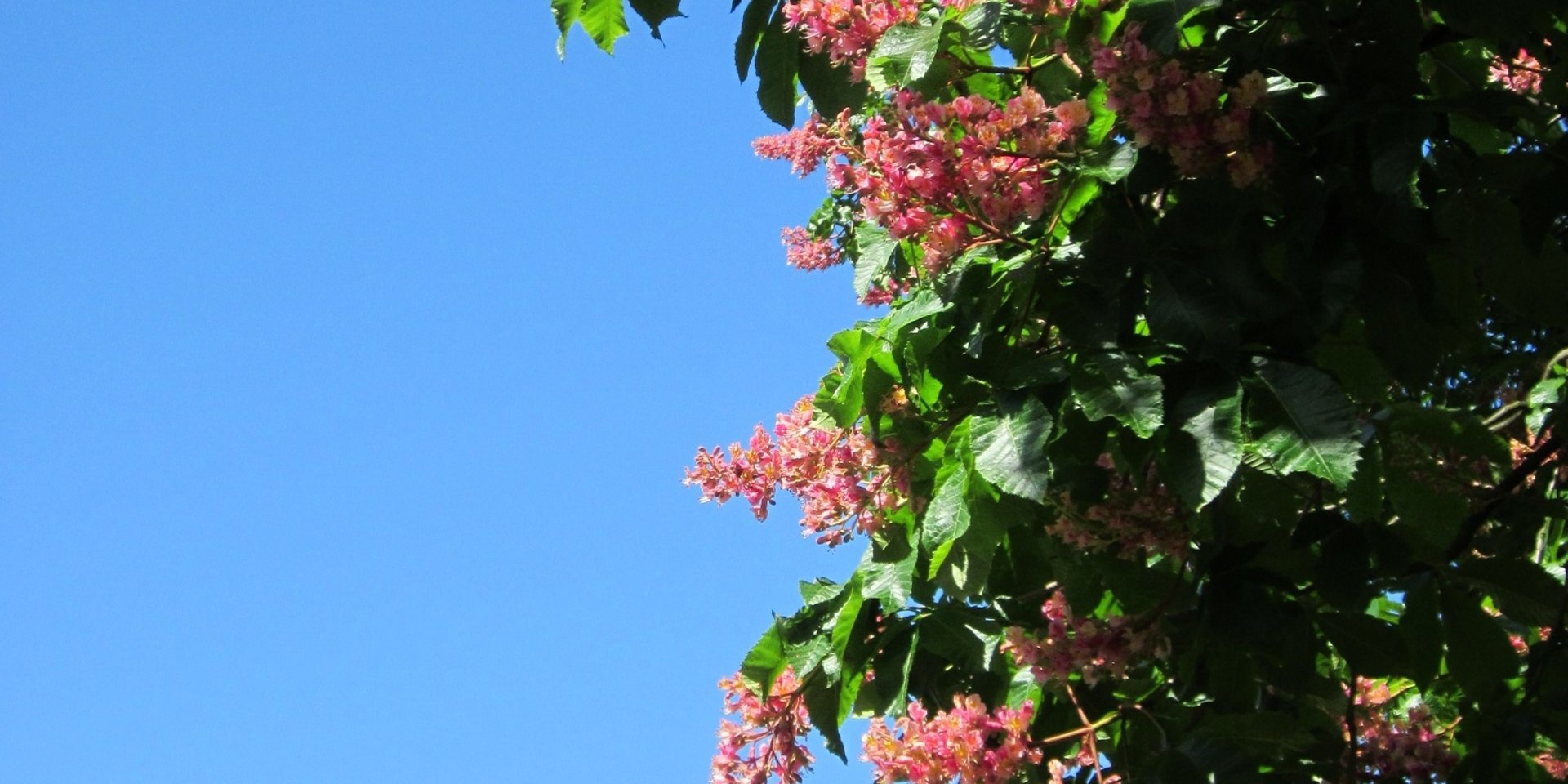 Rote Baumblüten vor blauem Himmel