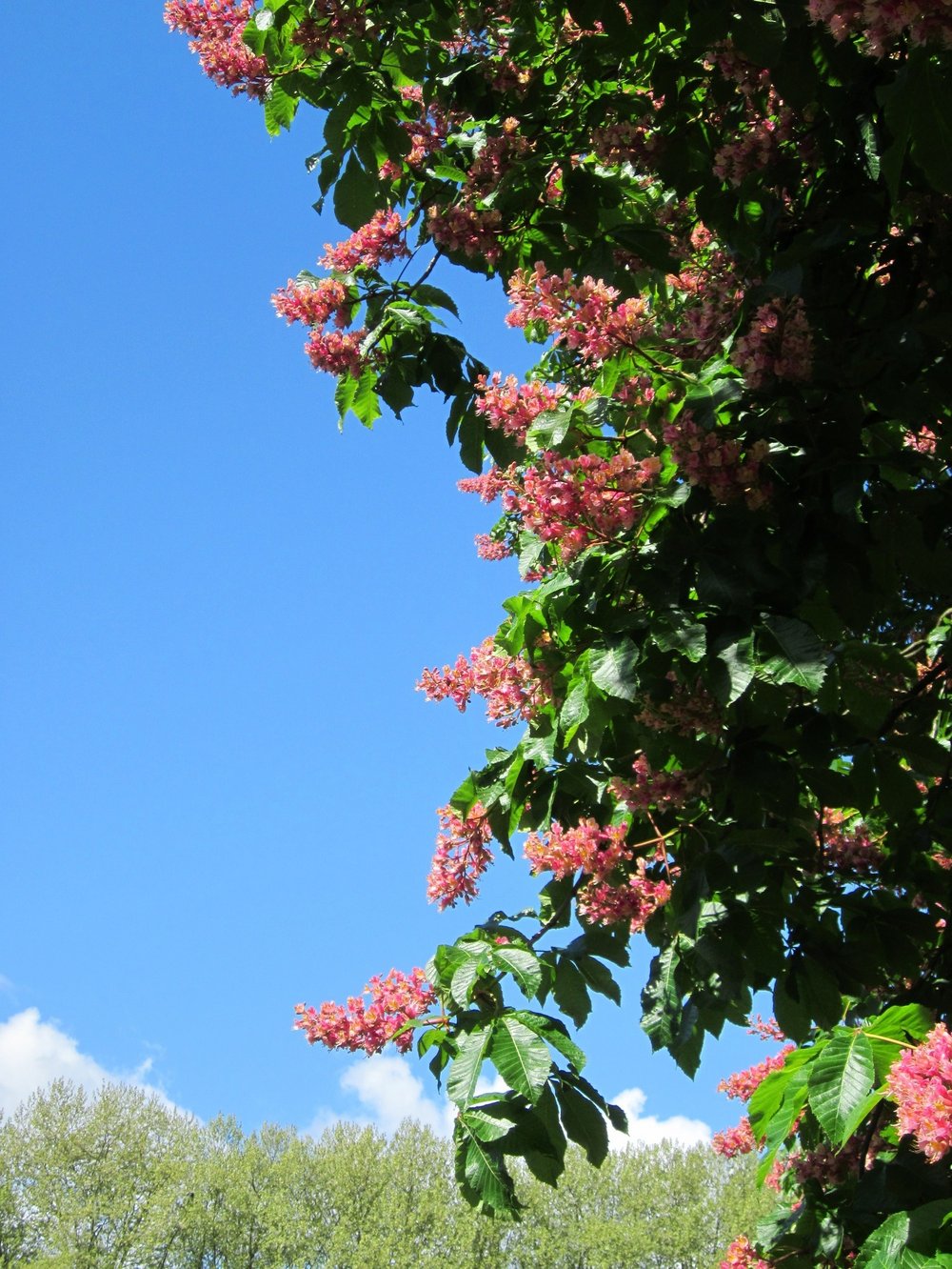 Rote Baumblüten vor blauem Himmel