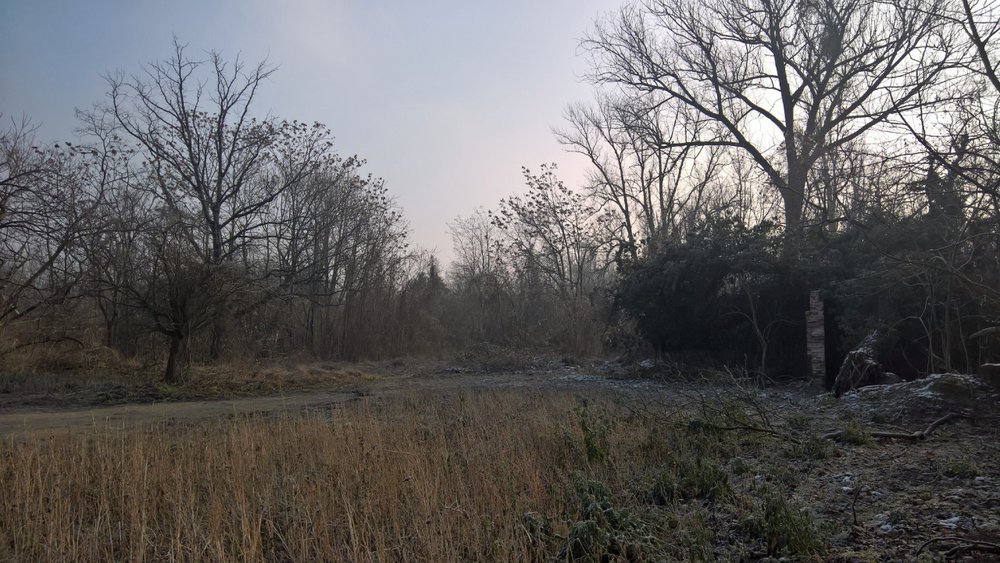 Blick auf gerodete Fläche am Kleinen Stadtmarsch