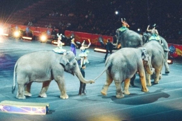 Elefanten im Zirkus