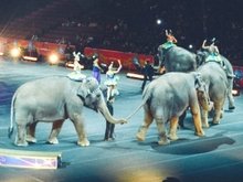 Elefanten im Zirkus