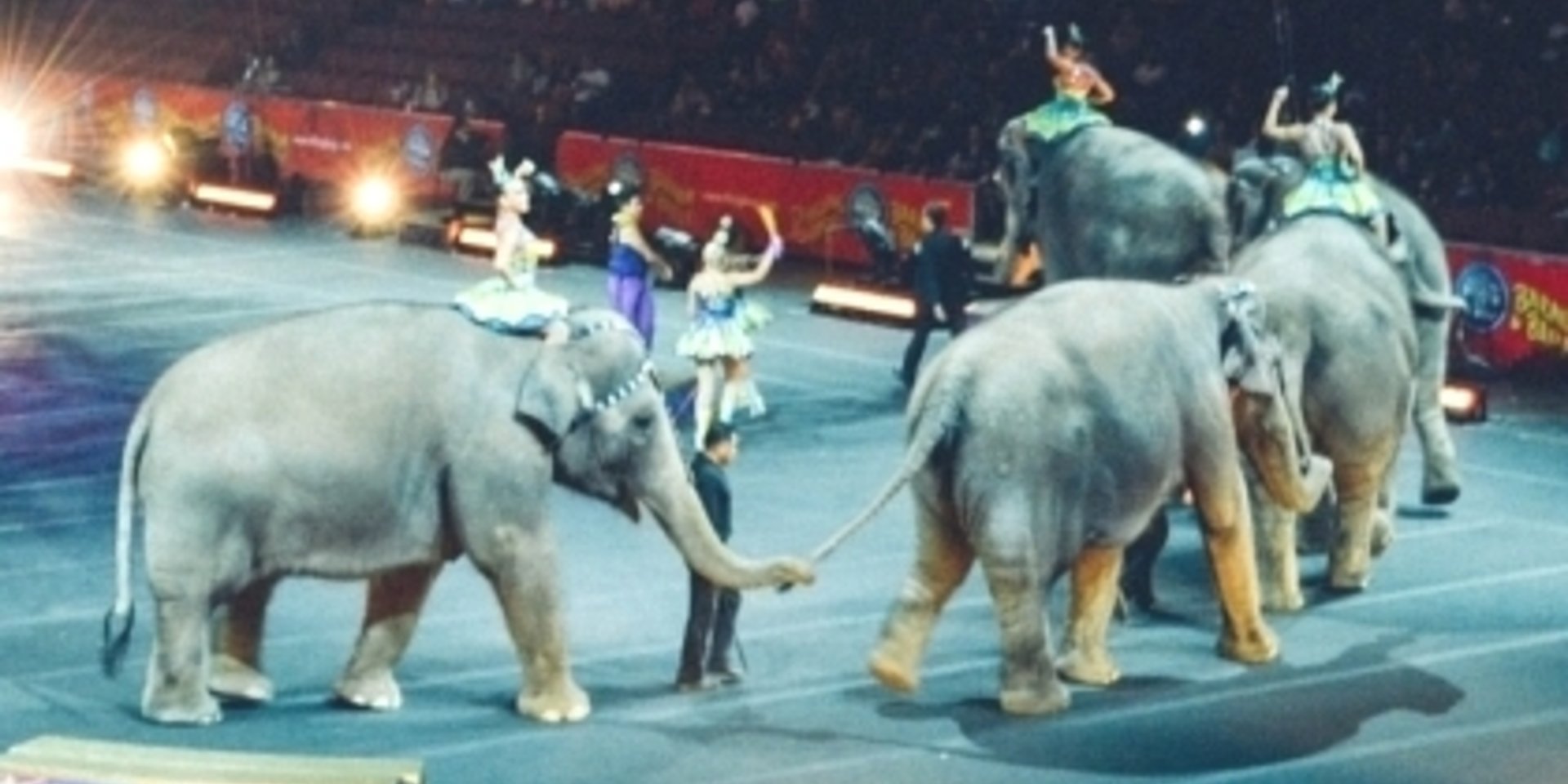 Elefanten im Zirkus