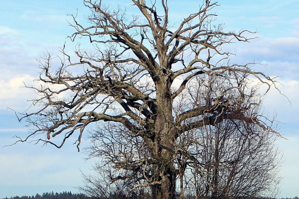 Ein blattloser Baum