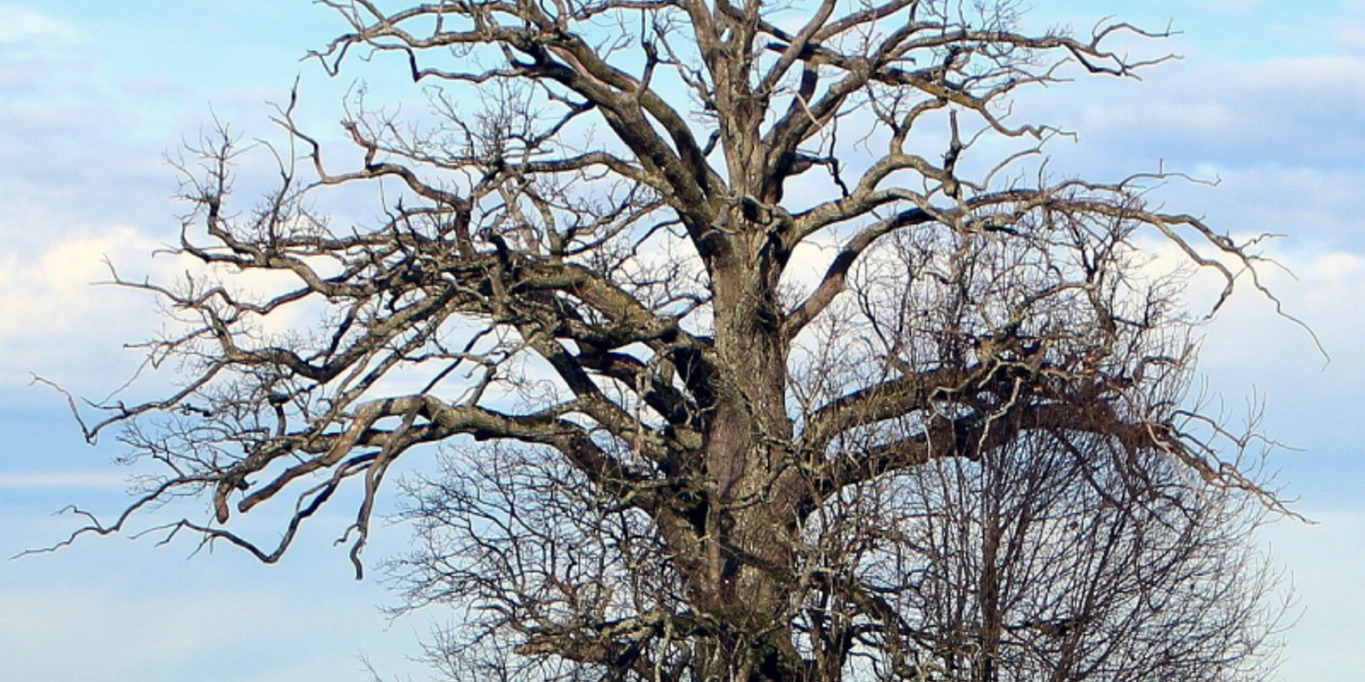 Ein blattloser Baum
