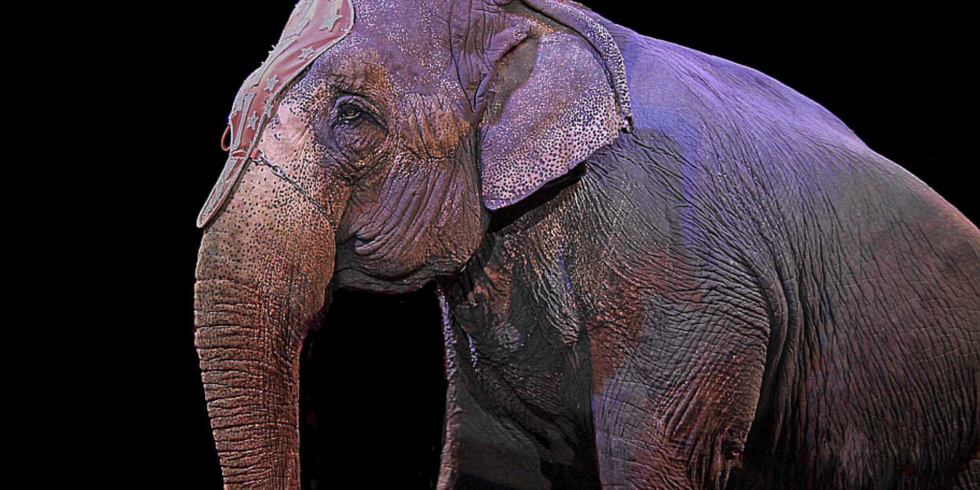 Elefant im Zirkus