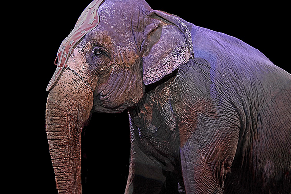 Elefant im Zirkus