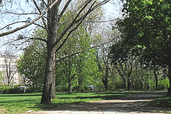 Bäume am Uniplatz