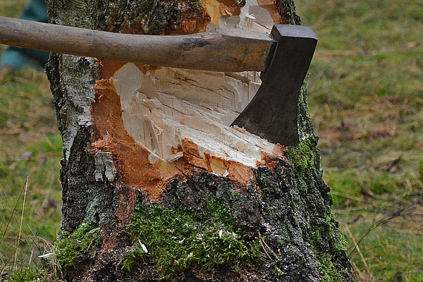 Baumfällung - Axt im Baum