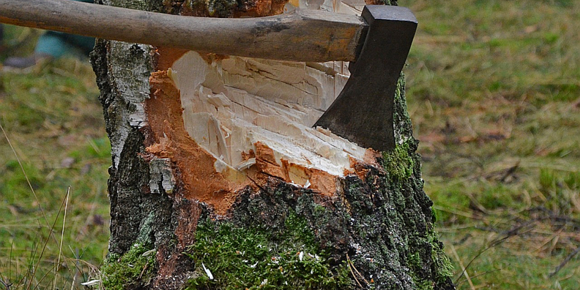 Baumfällung - Axt im Baum