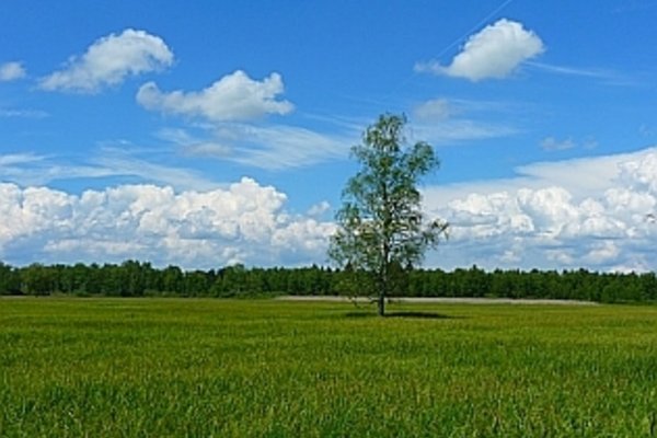 blauer Himmel und grüne Wiese