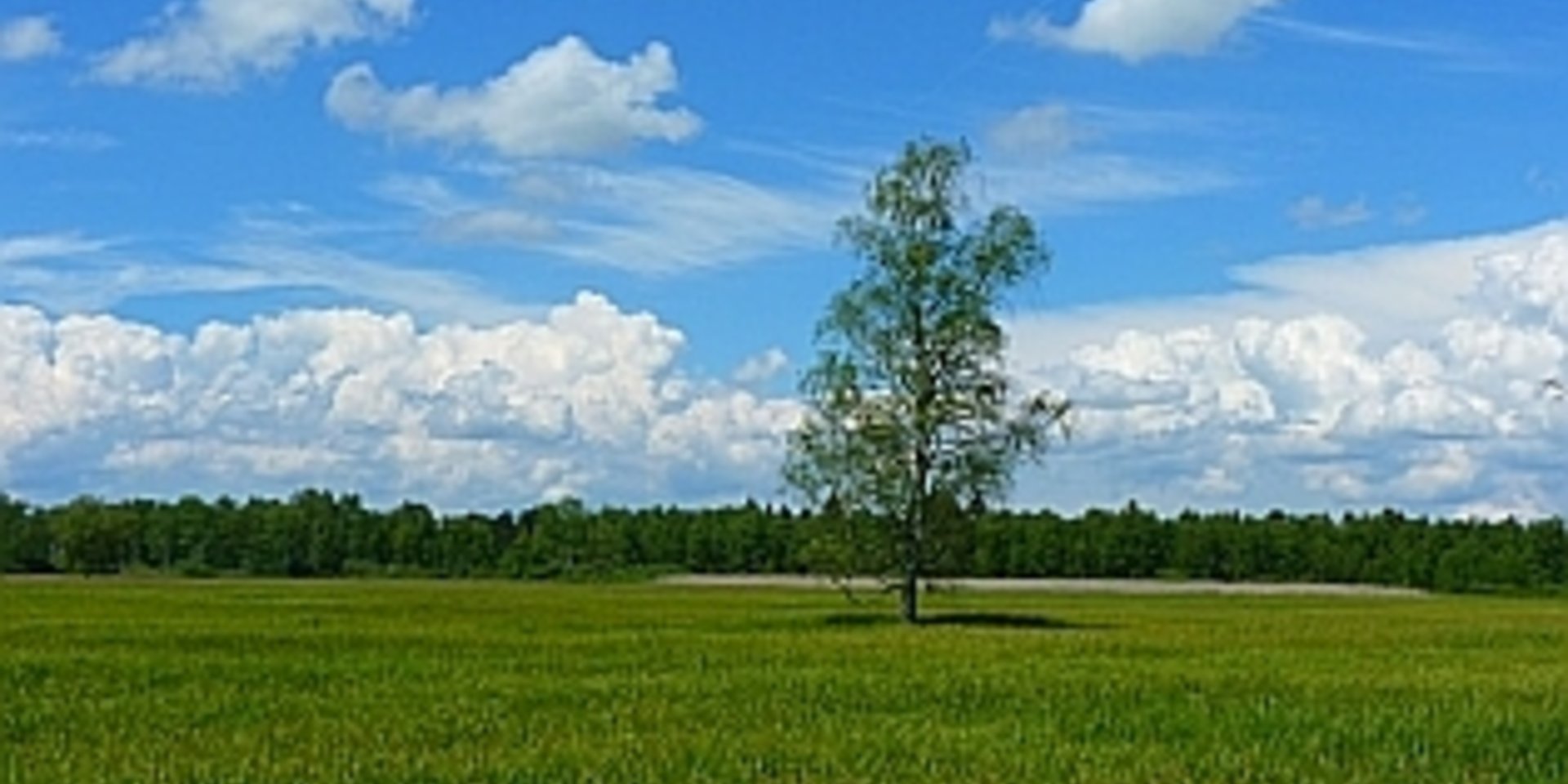 blauer Himmel und grüne Wiese