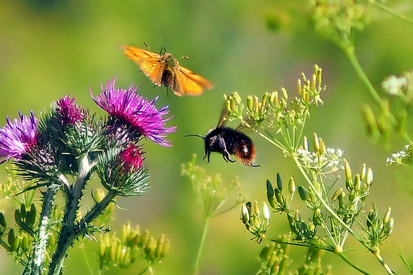 Wildblumen mit Insekten