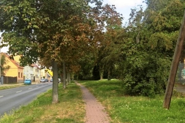 Bäume an der Königstraße