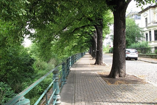 Linden an der Zollstraße